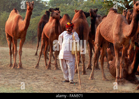 Commerciante di cammello, Pushkar, Rajasthan, India Foto Stock