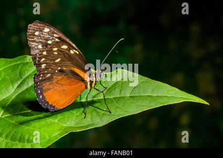 Costa Rica wildlife butterfly giungla foresta pluviale foresta di pioggia volare volare Costa Rica rain forest cloud forest Danaus plexippus Foto Stock