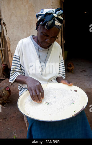 Donna di smistamento di chicchi di riso in preparazione per fare un pasto, in Kenya. Foto Stock