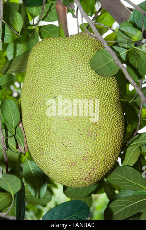 Jackfruit cresce su albero in Kenya. Artocarpus heterophyllus Foto Stock