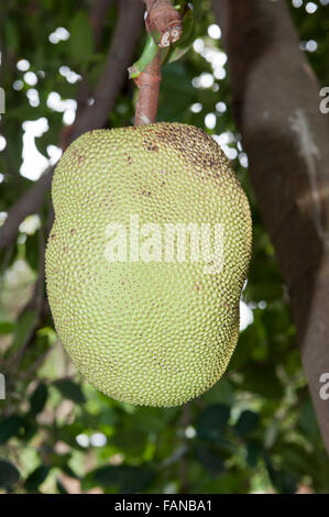 Jackfruit cresce su albero in Kenya. Artocarpus heterophyllus Foto Stock