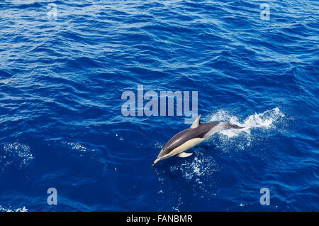 Delfino comune jumping Foto Stock