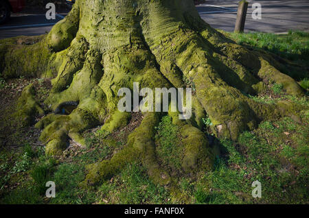 Vecchio albero tronco con le grandi radici in un parco Foto Stock