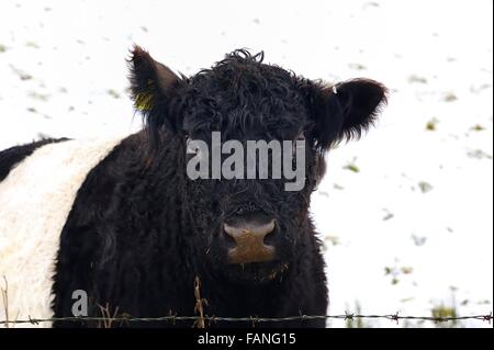 Razza rara Belted Galloway bovini Foto Stock