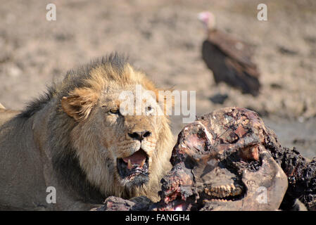 Leone maschio con elefante kill e vulture in background in Moremi NP (nero piscine), Botswana Foto Stock