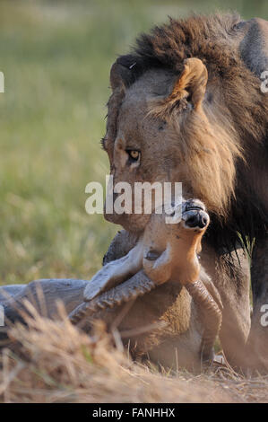 Leone maschio (panthera leo) uccidendo un lechwe rosso in Moremi National Park (Khwai), Botswana Foto Stock