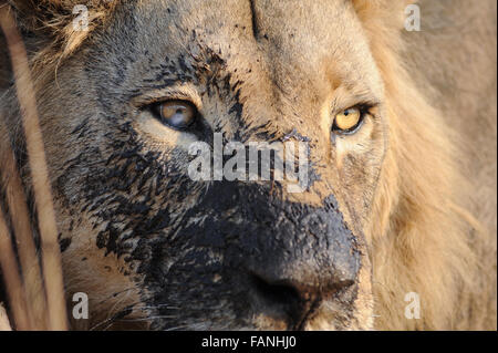Ritratto di un maschio di leone (panthera leo) con faccia fangoso in NP MOREMI Khwai (), Botswana Foto Stock