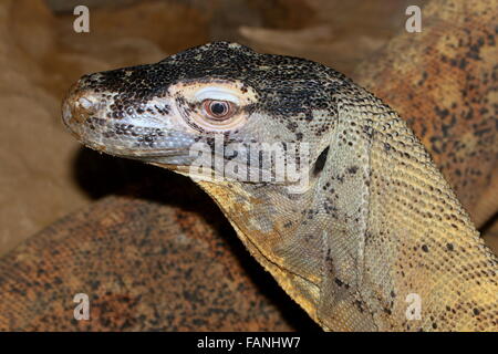 Primo piano della testa di un drago di Komodo (Varanus komodoensis) Foto Stock