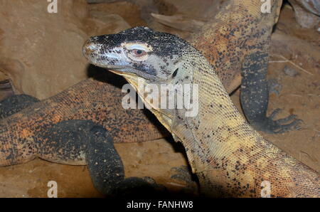 Drago di Komodo (Varanus komodoensis), Aka indonesiano monitor Komodo lucertola, la lucertola più grande del mondo (un altro monitor in retro) Foto Stock