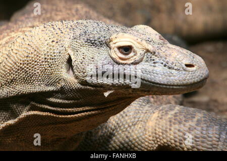 Primo piano della testa di un drago di Komodo (Varanus komodoensis) Foto Stock