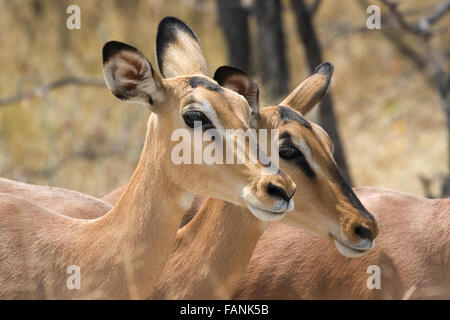 Colpo di Testa di due impala nel Parco Nazionale Etosha Foto Stock