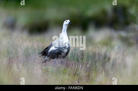 Upland / Magellan Goose (Chloephaga picta) maschio adulto su erba Parco Nazionale Torres del Paine Patagonia Cilena Cile Foto Stock