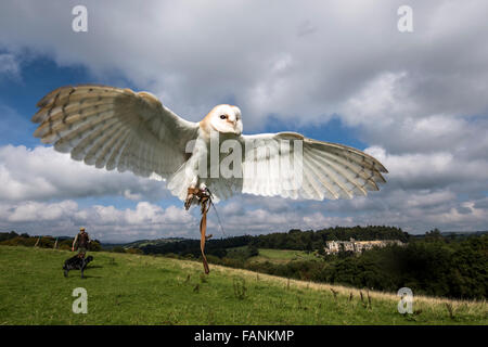 Il barbagianni (Tyto alba) in volo con falconer in background Dartmoor, Inghilterra, Gran Bretagna, Regno Unito, Europa Foto Stock