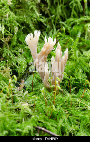 Feste di addio al celibato il corno o candela-tabacco da fiuto fungo [Xylaria hypoxylon]. Novembre Foto Stock