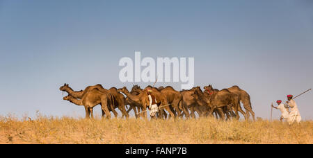 Cammelli sul modo di Pushkar Mela, Pushkar Camel Fair, Rajasthan, India Foto Stock