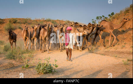 Cammelli sul modo di Pushkar Mela, Pushkar Camel Fair, Rajasthan, India Foto Stock