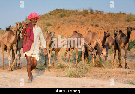 Camel driver con i suoi cammelli sul modo di Pushkar Mela, Pushkar Camel Fair, Rajasthan, India Foto Stock