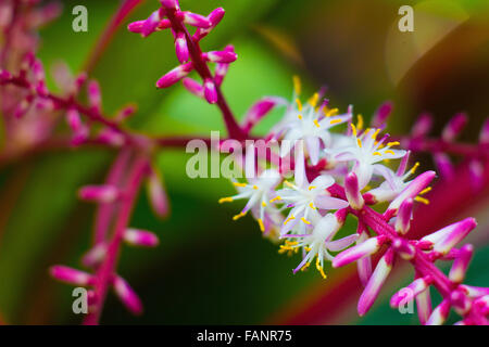 Foto di impianto tropicla Cordyline fiore Foto Stock