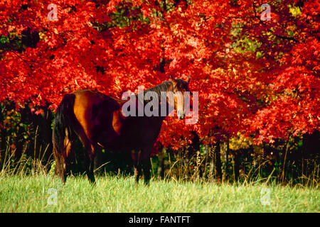 Cavallo di castagno in autunno rosso con alberi di acero, Missouri Foto Stock