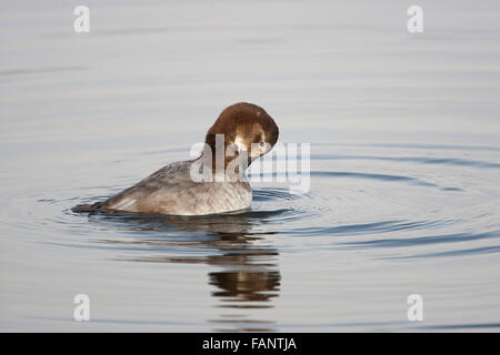 Pochard, Aythya ferina, nuoto femminile, preening, Foto Stock