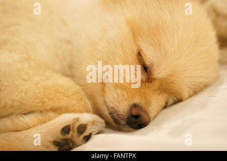 Pomerania che dorme sul divano, close-up immagine, concentrarsi sull'occhio Foto Stock