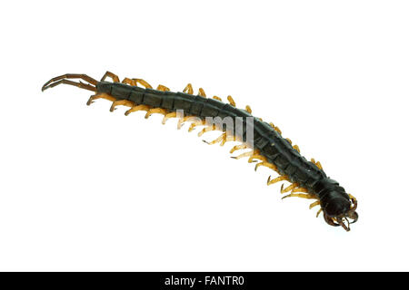 Centipede isolati su sfondo bianco Foto Stock