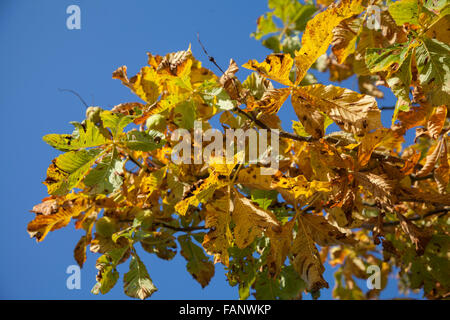Conker foglie contro un luminoso cielo blu Foto Stock