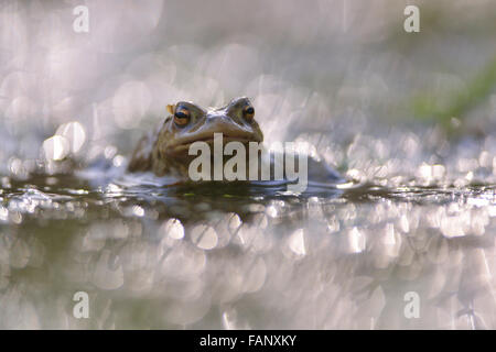 Il rospo comune (Bufo bufo) nella foresta stagno, stagione riproduttiva, Erfurt, Turingia, Germania Foto Stock