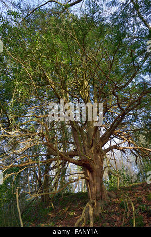 Common Yew - Taxus baccata Old Yew Tree crescono su Offa's Dike sopra Tintern Foto Stock