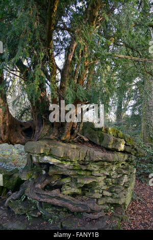 Common Yew - Taxus baccata vecchio albero di Yew crescente sul calcare Pinacle da Devil's pulpito sopra Tintern Foto Stock