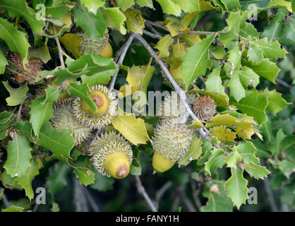 Kermes Oak - Quercus coccifera ghiande e foglie Foto Stock