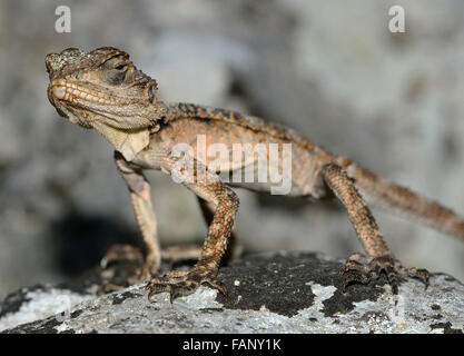 Starred AGAMA SA - Laudakia stellio Lizard su una roccia Foto Stock