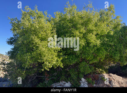 Evergreen, Holm o Holly Oak - Quercus ilex Foto Stock