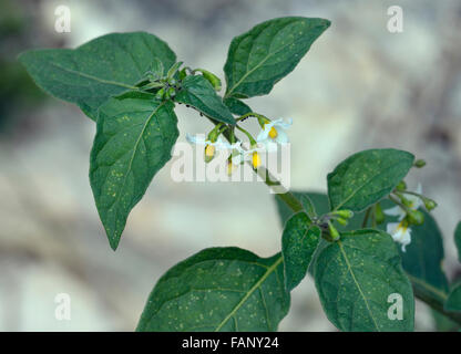 Erba Morella - Solanum nigrum pianta velenosa con fiori Foto Stock