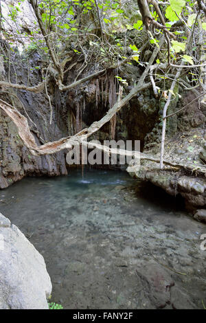 Bagni di Afrodite, molla piscina alimentata sulla penisola di Akamas, Cipro Foto Stock