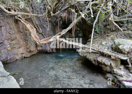 Bagni di Afrodite, molla piscina alimentata sulla penisola di Akamas, Cipro Foto Stock