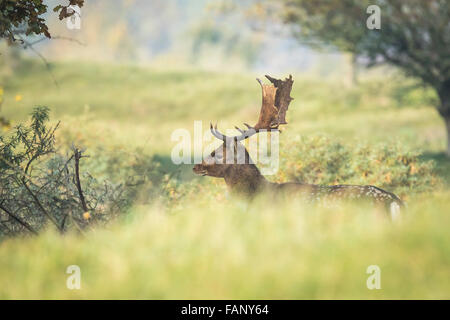 Daini (Dama Dama) maschio durante la stagione di solchi. Il prossimo autunno la luce del sole e i colori della natura sono chiaramente visibili sullo sfondo. Foto Stock