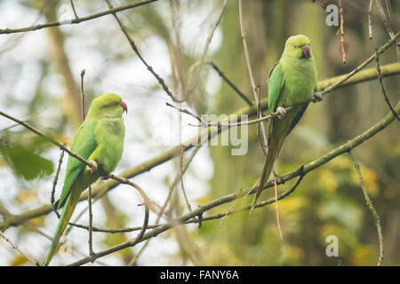 Due Rose-inanellati cocorite (Psittacula krameri), noto anche come anello a collo di parrocchetto in appoggio in una fitta foresta Foto Stock