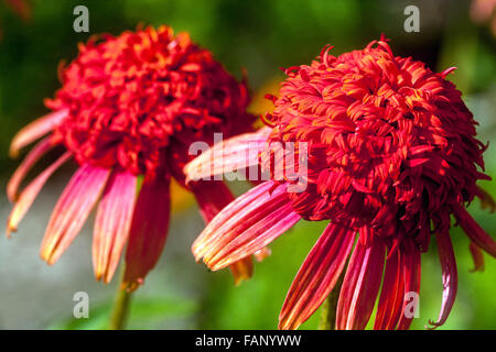 Echinacea "secret Passione', Coneflower, bella rossa di piante perenni Foto Stock