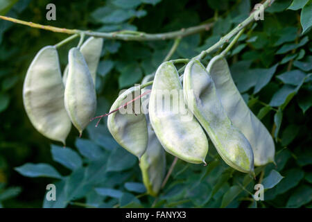 Kentucky coffeetree, Gymnocladus dioicus cialde immaturo Foto Stock