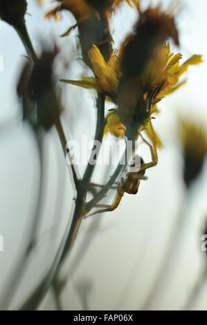 Spider seduta sul coltsfoot. Foto Stock