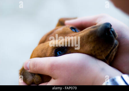 Il duchshund mette la testa nelle mani del titolare. Foto Stock