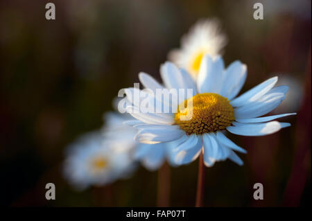 Pedane di occhio di bue. Foto Stock