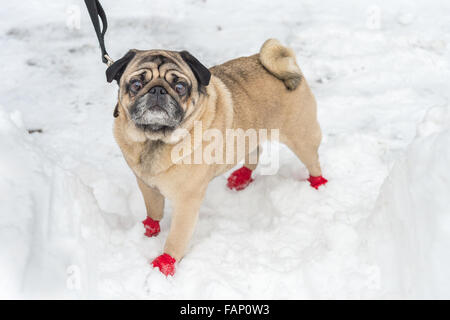 Adorable Pug indossare stivali rossi, nella neve in inverno Foto Stock