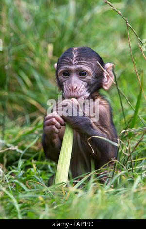 Baby Barbary Macaque (Macaca Sylvanus) Foto Stock