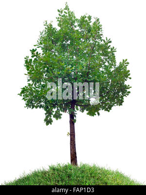 Isolated Oak Tree on the Grassy Hill Foto Stock