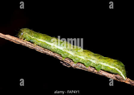 Sfumature di angolo (Phlogophora meticulosa) moth caterpillar. Una coppia di Caterpillar in famiglia Noctuidae, attivo in inverno Foto Stock