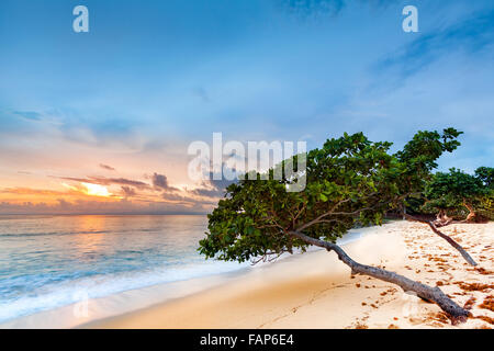 Seascape esotici con uva di mare alberi appoggiata sopra una sabbiosa spiaggia caraibica al tramonto, in Cayo Levantado, Repubblica Dominicana Foto Stock