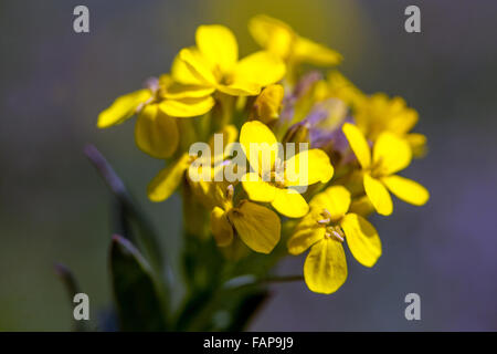 Bladderpod greca, Alyssoides utriculata syn. Vesicaria graeca blooming Foto Stock