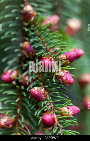 Norvegia Spruce coni Picea abies « Finedonensis », Foto Stock